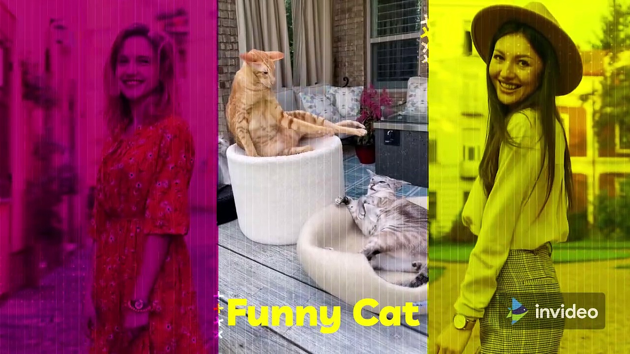 Funny Cat - Due to Misunderstanding