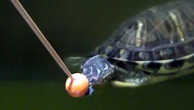 【Lamu chan】3592【ラムちゃん】