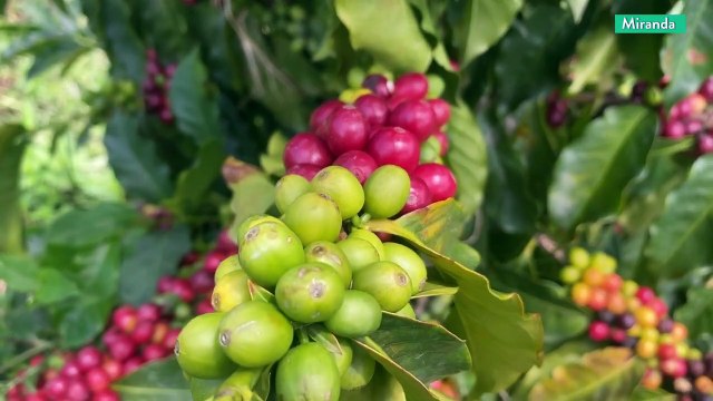 Cultivando Patria | Producción de hortalizas y frutales desde El Jarillo