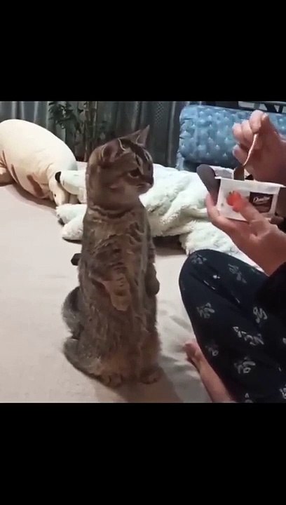 Ternyata Kucing doyan juga ice cream | funny cat