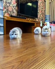 Ketika kucing belajar merayap, aku kalo sudah besar ingin jadi tentara mom | funny cat