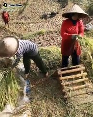 Morning atmosphere in the peaceful countryside