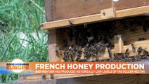 Honey harvest expected to decline dramatically in France