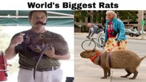 दुनिया के 5 सबसे बड़े चूहे | 5 Biggest Rats in the world