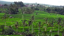 jatiluwih rice terrace Bali