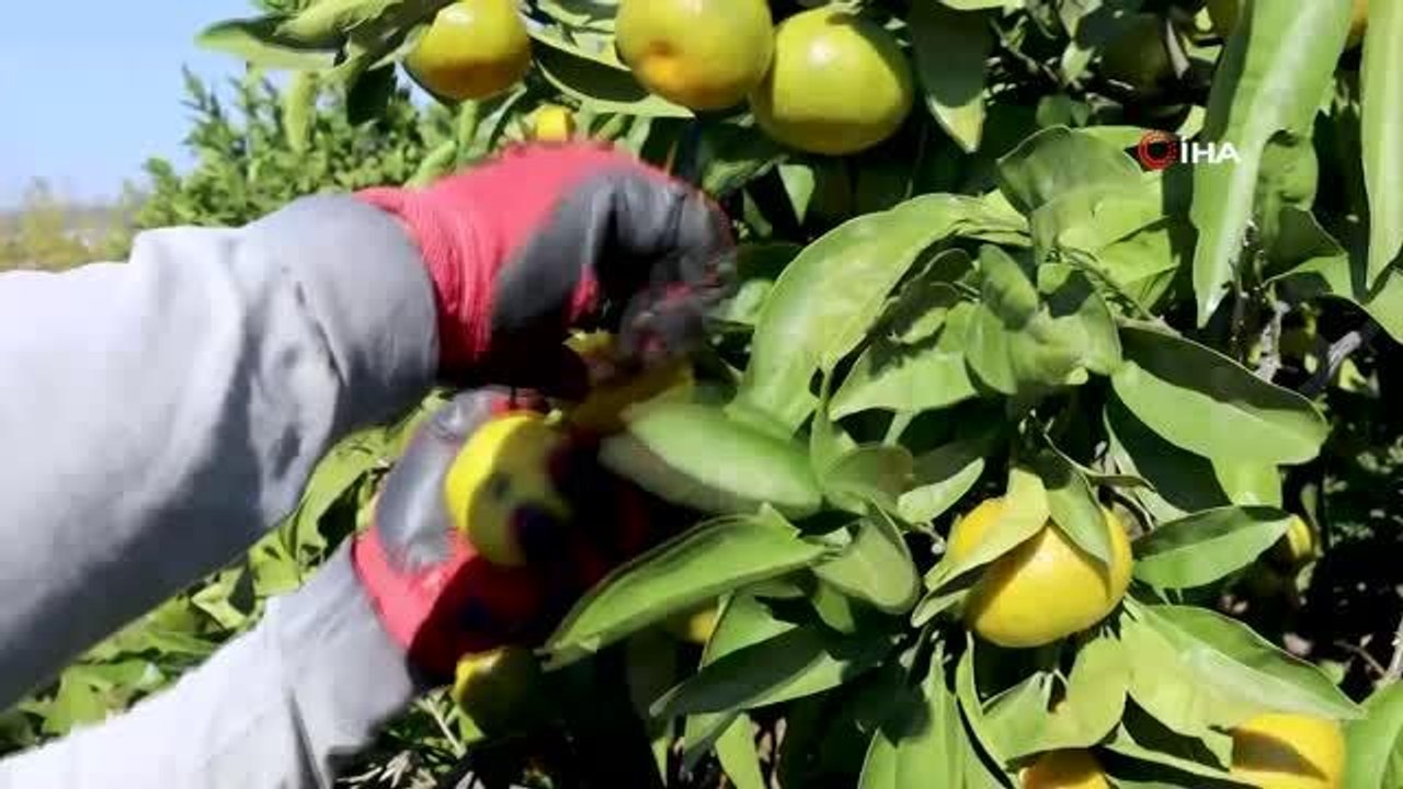 Seferihisar'ın meşhur satsuma mandalinasında hasat dönemi