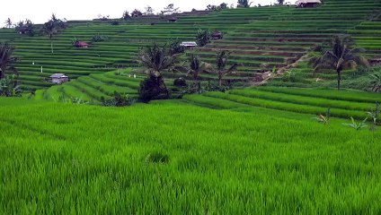 jatiluwih rice terrace Bali part 4