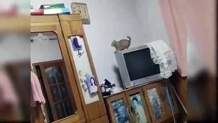 animal-funny-videos-awesome-funny-pet-animals-video-animalworld-aughing