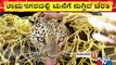 Leopard Enters A House In Jalamangala, Ramanagar; Forest Officials Capture It and Leave It To Forest