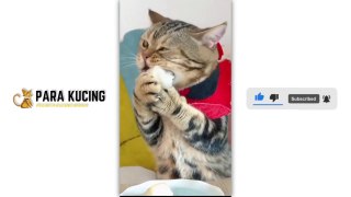 Funny cat  Cute Cat  Kucing Lucu  Kucing Imut |  30 Cat Videos From Tiktok & Reels | #EPISODE1