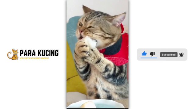 Funny cat Cute Cat Kucing Lucu Kucing Imut | 30 Cat Videos From Tiktok & Reels | #EPISODE1