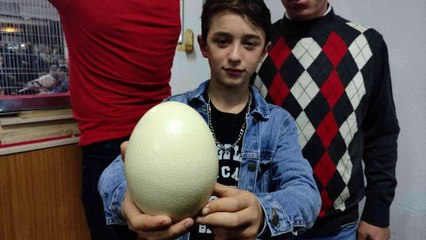 Deve kuşu yumurtası mezata çıktı, almak için kıyasıya yarıştılar