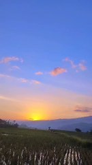 rice field and sunset