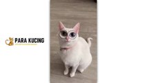 Funny cat  Cute Cat  Kucing Lucu  Kucing Imut  | 30 Cat Videos From Tiktok & Reels | #EPISODE3