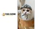 Funny cat  Cute Cat  Kucing Lucu  Kucing Imut  | 30 Cat Videos From Tiktok & Reels | #EPISODE4