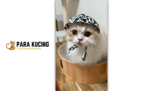 Funny cat Cute Cat Kucing Lucu Kucing Imut | 30 Cat Videos From Tiktok & Reels | #EPISODE4