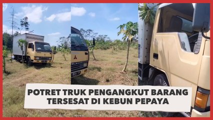 Potret Truk Pengangkut Barang Tersesat di Kebun Pepaya, Pengakuan Sopir Bikin Syok