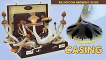How to make mushroom cake or Spawn to Bulk and Casing in Mushroom cultivation
