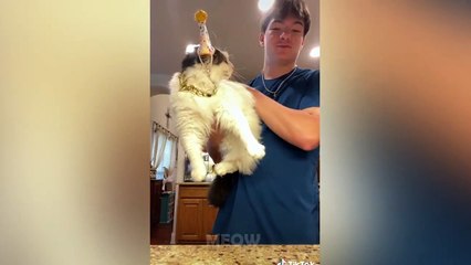 ANGRY Dogs And Cats - Funny Pet Reaction