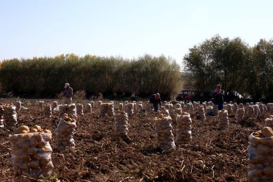 Tokat'ta üretilen patates verimi ve fiyatıyla üreticisini sevindirdi