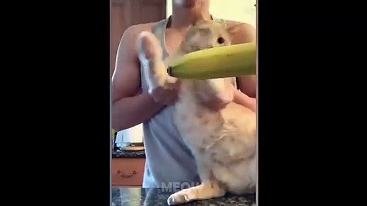 Try Not To Laugh - Funny cats and dogs