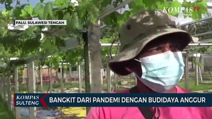 Bangkit Dari Pandemi Dengan Budidaya Anggur