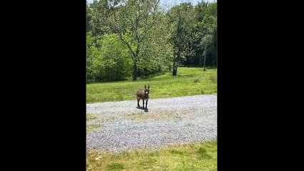 Funniest Animals 2021 Compilation - Awesome Funny Dogs and  Cats