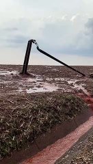 Áreas no PR precisarão de replantio