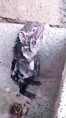 Kelakuan tikus jaman saiki