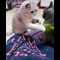 Baby Cats - Cute Cats - Adorable Cats - Funny Cats Compilations PART 6