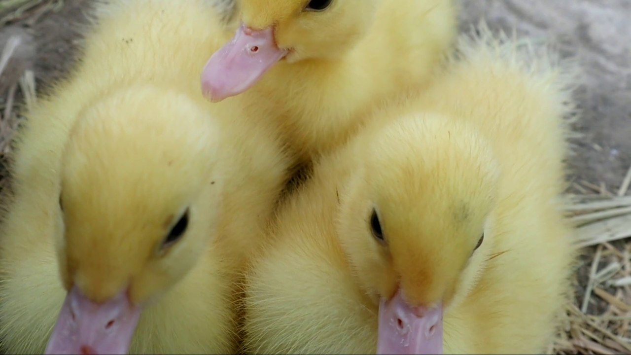 Bebek Kecil Lucu / Anak Bebek / Anak Itik.