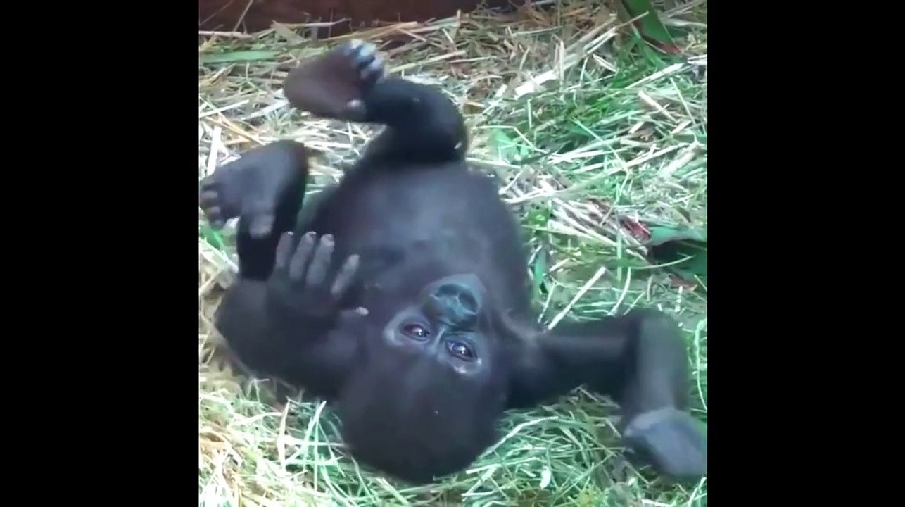 Funny and Cute Monkey Videos Compilation