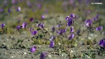 Chile: virágzik az Atacama sivatag egy része
