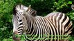 Unknown Facts About Zebra I Zebra I I Memory I Best Zebra Video