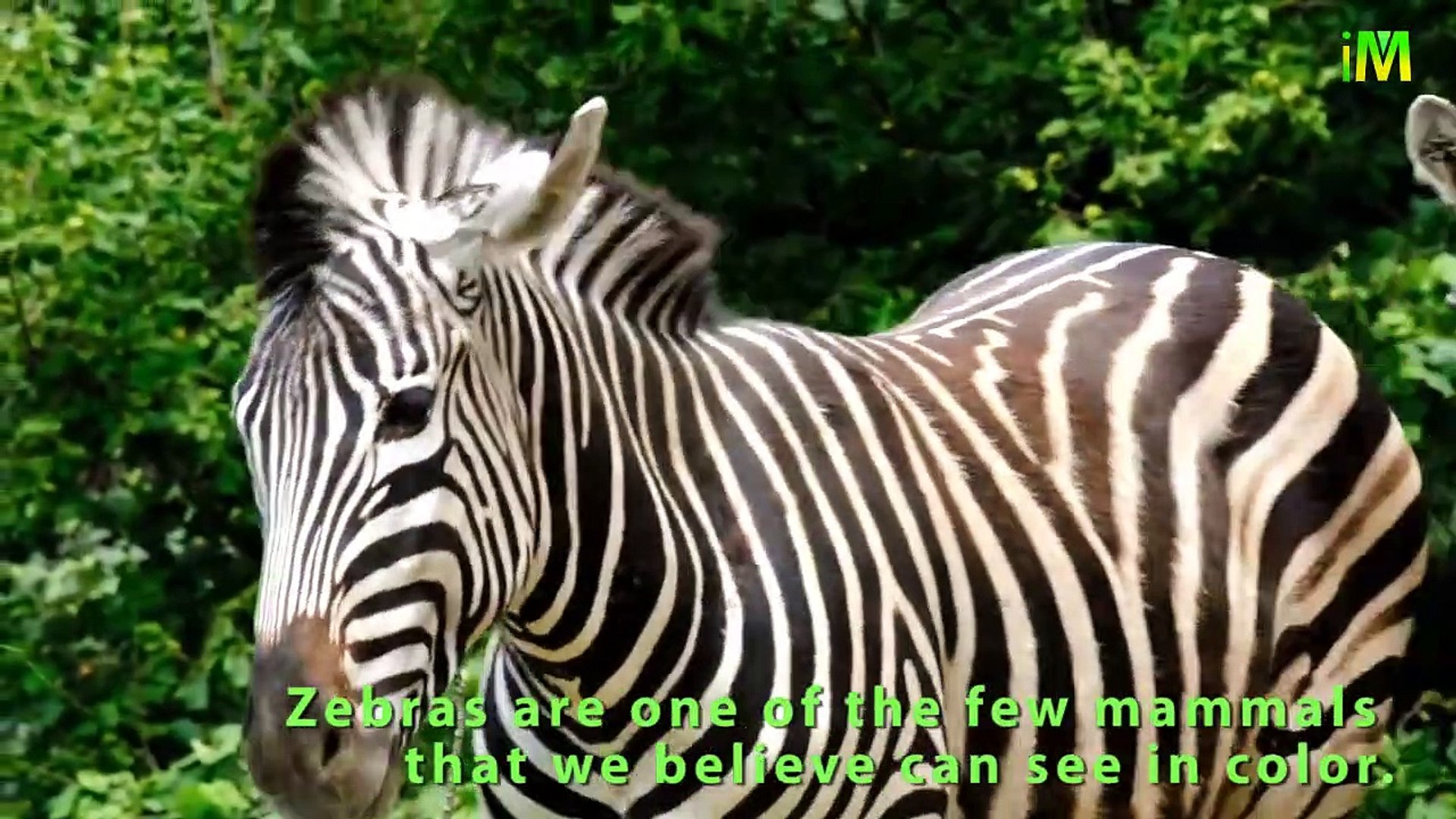 ⁣Unknown Facts About Zebra I Zebra I I Memory I Best Zebra Video