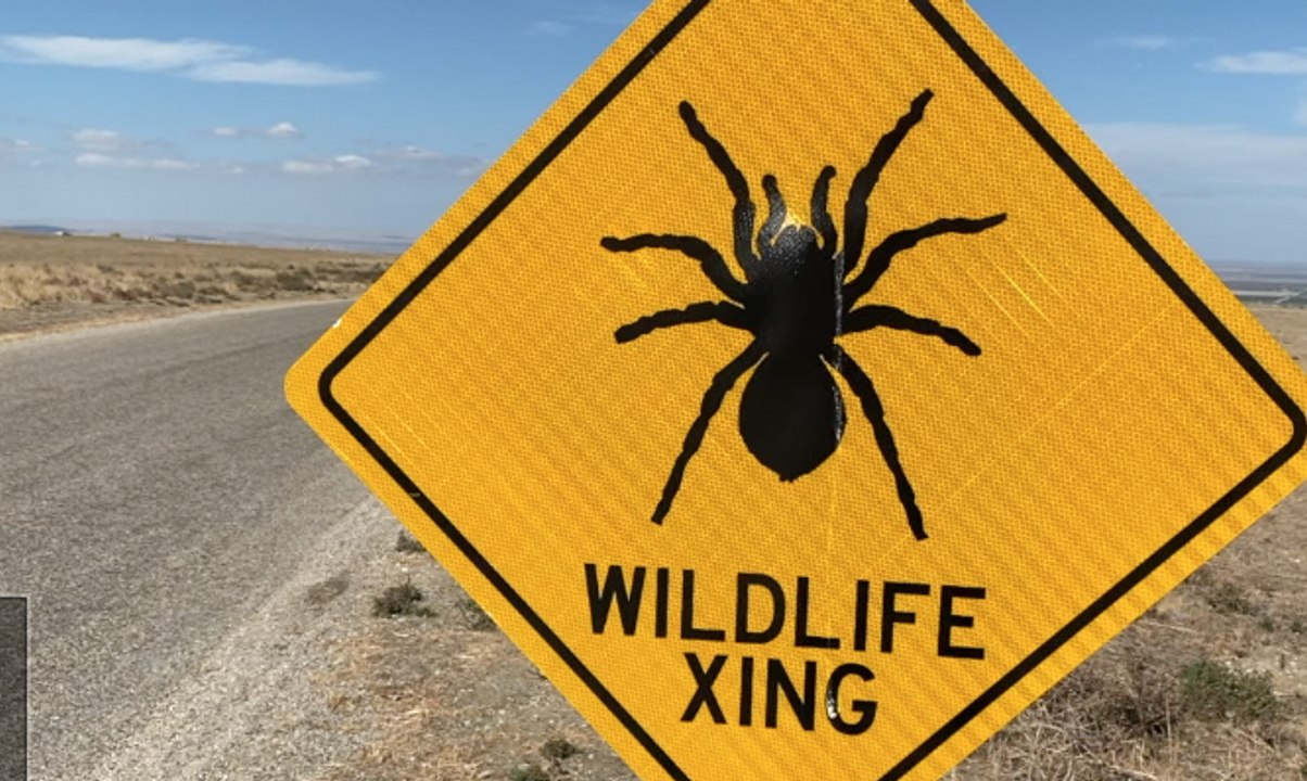 Creepy crawlies you can see at Wind Wolves