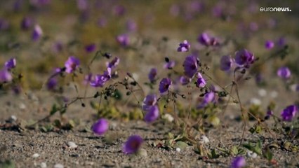 Floraison du désert Atacama : les scientifiques s'inquiètent d'un projet local