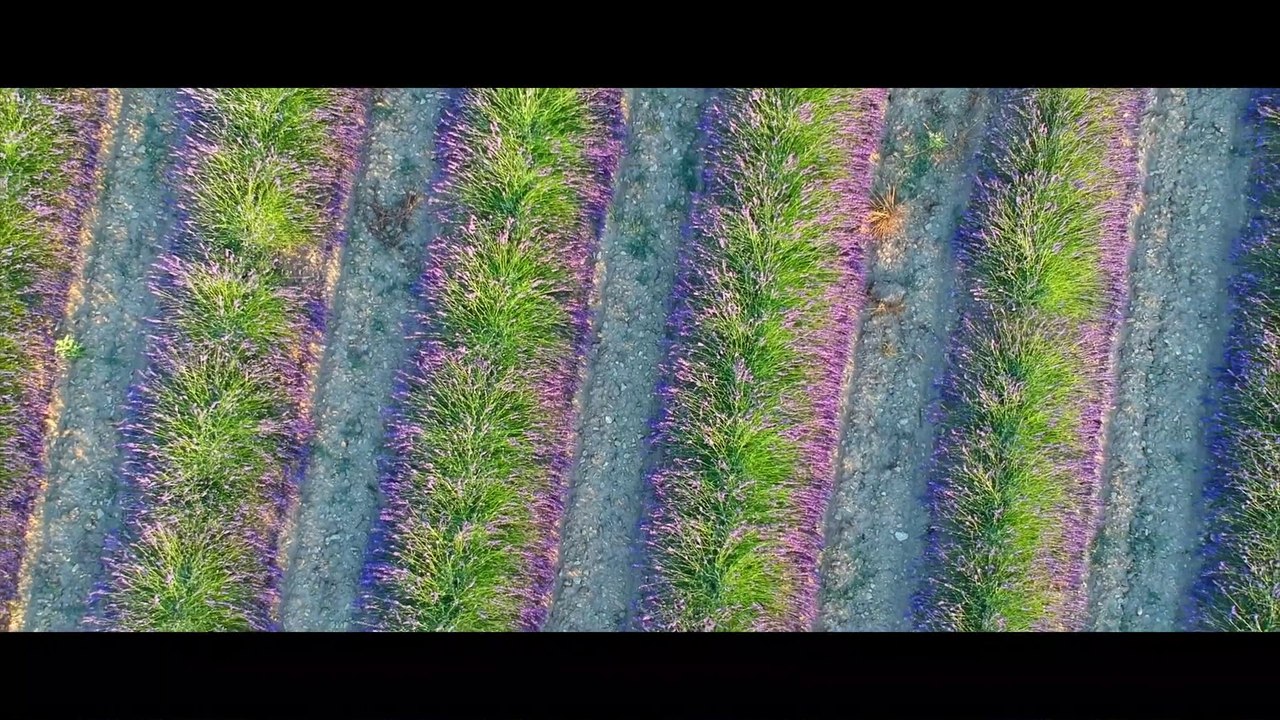 DOORS WILL OPEN / DJI SPARK #2