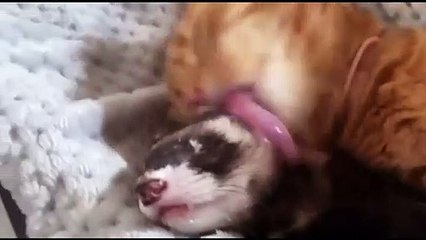 funnyanimals vidoes part2