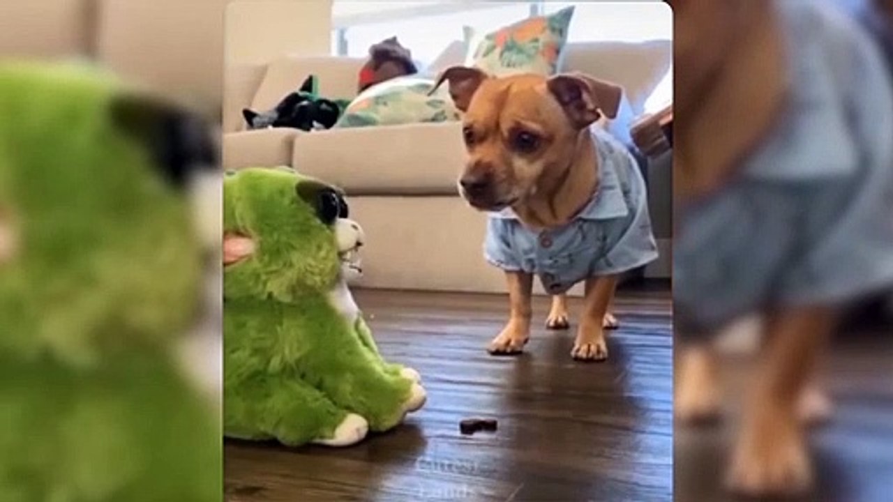 funniest-dogs-and-cats-awesome-funny-pet-animals-video-funny-animals