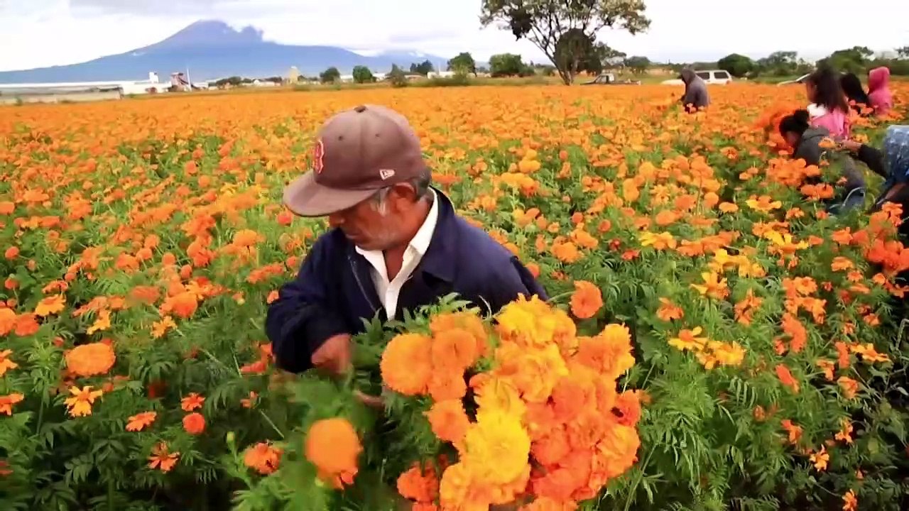 Au Mexique, on coupe les fleurs de cempasuchil avant le Jour des Morts