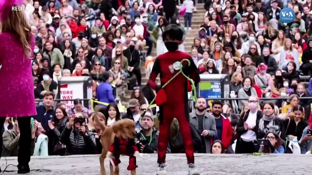 New York’ta Köpekler İçin Cadılar Bayramı Kostüm Yarışması