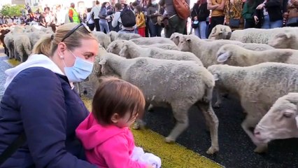 Schafe und Ziegen in Madrid: Ein traditioneller Brauch mit Botschaft