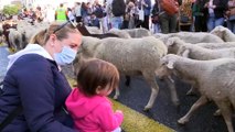 Les rues de Madrid envahies par des centaines de moutons et de chèvres