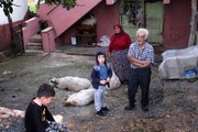 Aç kalan sokak köpekleri, koyun sürüsüne saldırdı... Yaralı koyunlar için çocuklar gözyaşı döktü