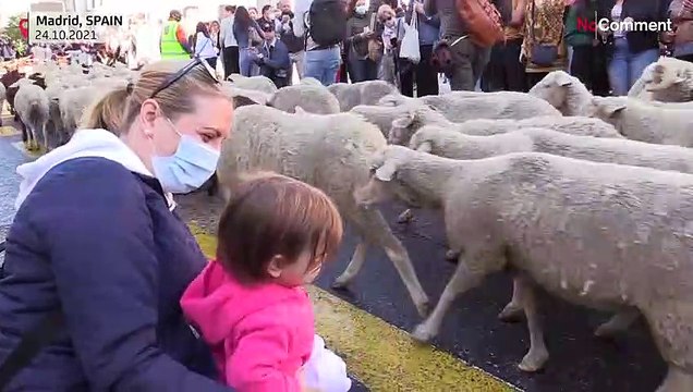 Annual sheep march gathers crowds in Madrid