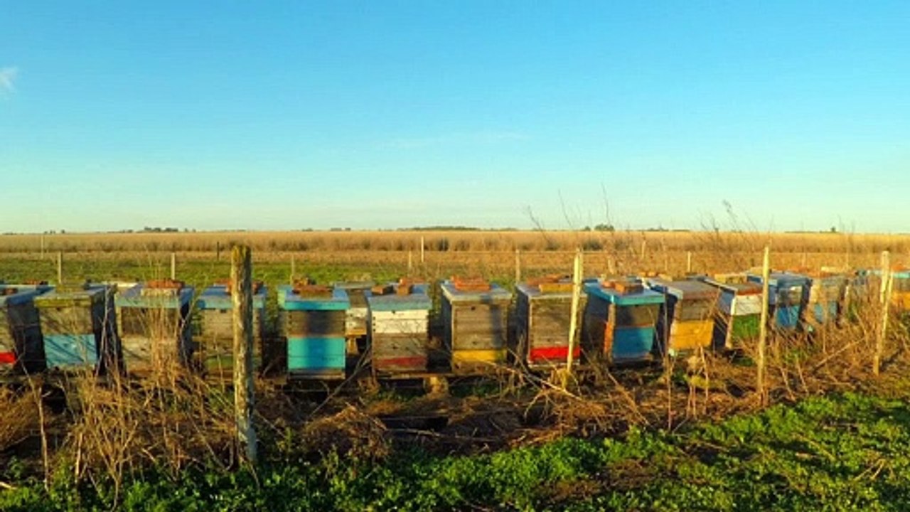 Cajones con muchas abejas - Sonidos de la Naturaleza | Matías HD