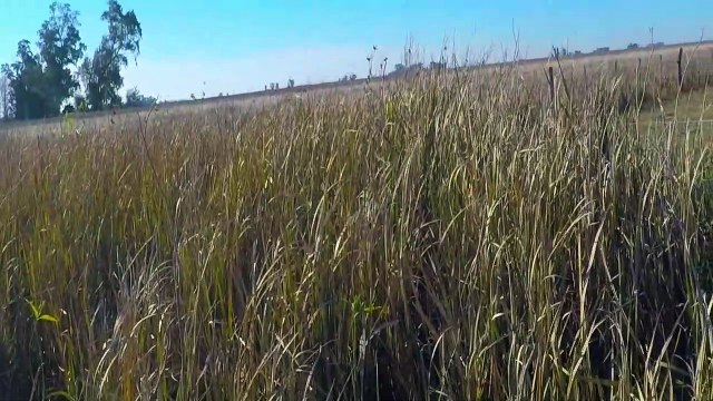 Caminando Hacia unos Pájaros - Sonidos de la Naturaleza | Matías HD