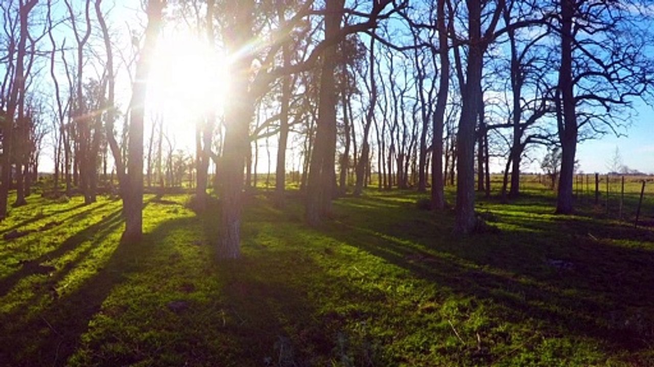 Canto de pájaros - Sonidos de la Naturaleza | Matías HD