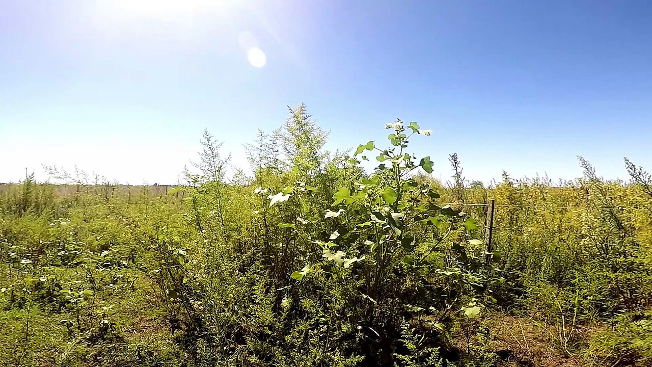 Dia soleado - Sonidos de la Naturaleza  | Matías HD
